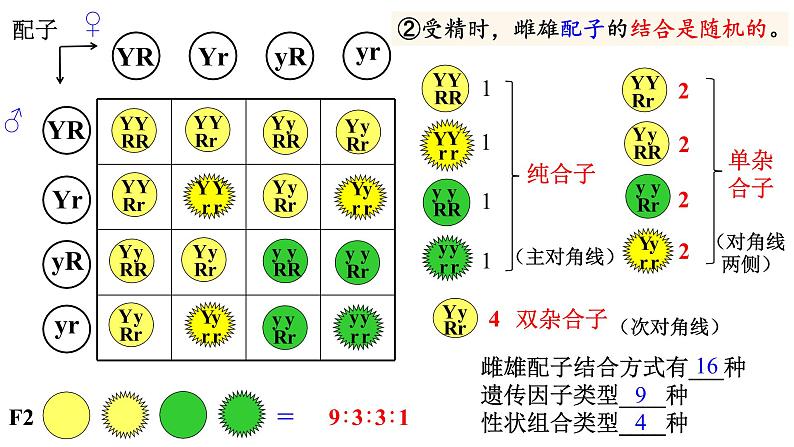 高中生物必修二 1.2 豌豆杂交实验（二）课件PPT07