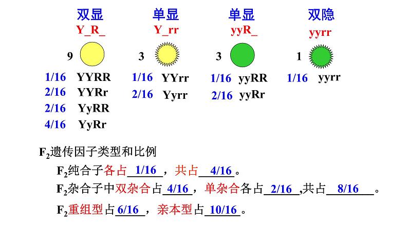 高中生物必修二 1.2 豌豆杂交实验（二）课件PPT08