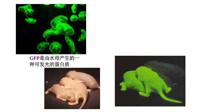 高中生物必修二 6.2 基因工程课件PPT02