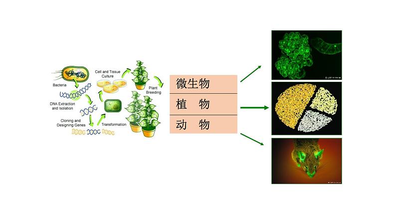 高中生物必修二 6.2 基因工程课件PPT03