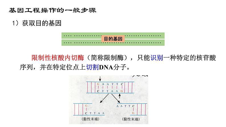 高中生物必修二 6.2 基因工程课件PPT07