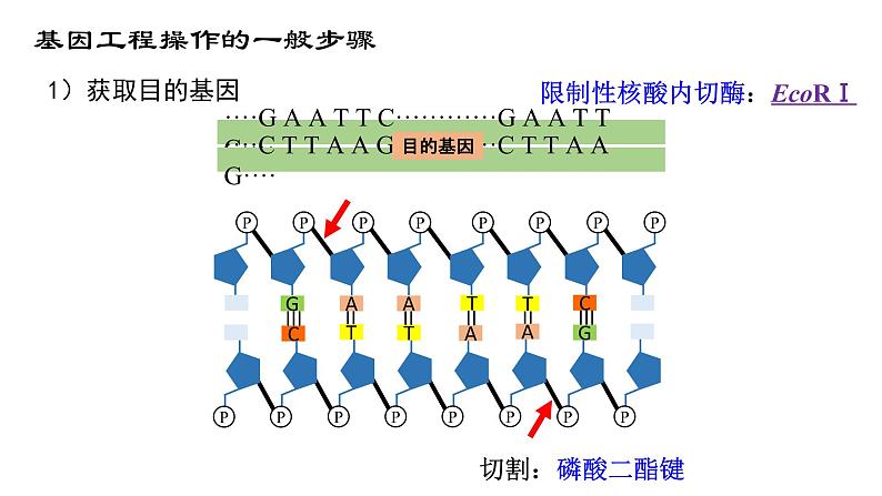 高中生物必修二 6.2 基因工程课件PPT08