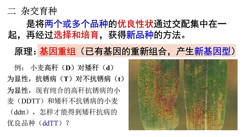 高中生物必修二 6.1 杂交育种和诱变育种课件PPT03