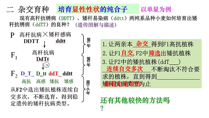 高中生物必修二 6.1 杂交育种和诱变育种课件PPT04