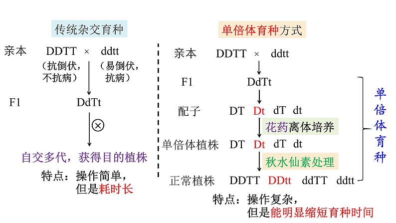 高中生物必修二 6.1 杂交育种和诱变育种课件PPT05