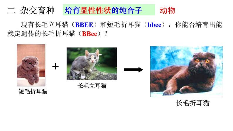 高中生物必修二 6.1 杂交育种和诱变育种课件PPT07