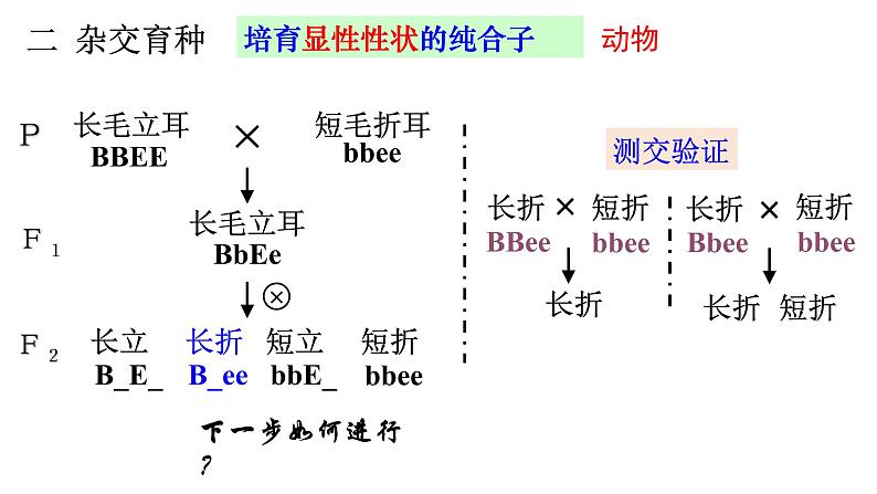 高中生物必修二 6.1 杂交育种和诱变育种课件PPT08