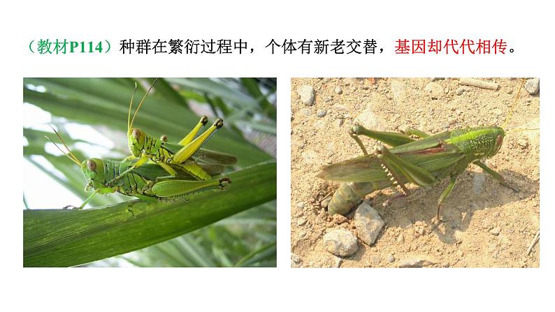 高中生物必修二 7.2 现代生物进化理论课件PPT08