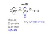 高中生物必修二 4.2 基因表達與性狀的關系課件PPT