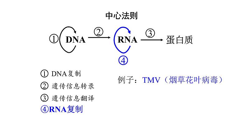 高中生物必修二 4.2 基因表达与性状的关系课件PPT03