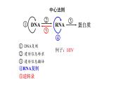 高中生物必修二 4.2 基因表達與性狀的關系課件PPT
