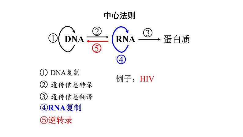 高中生物必修二 4.2 基因表达与性状的关系课件PPT04