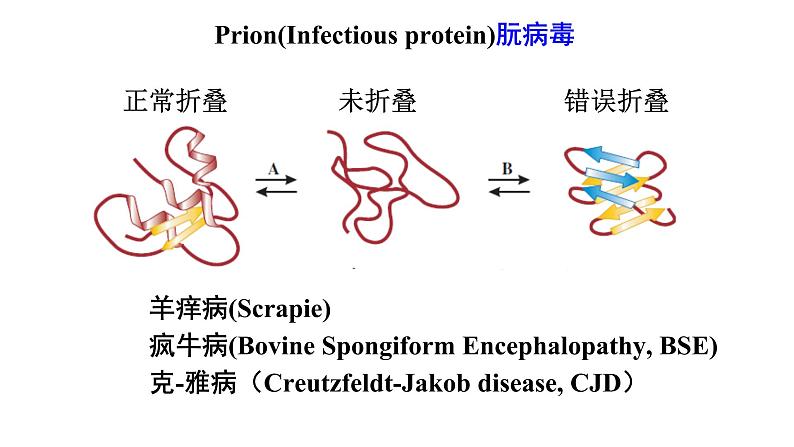 高中生物必修二 4.2 基因表达与性状的关系课件PPT06