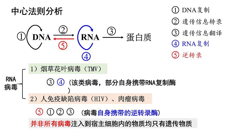 高中生物必修二 4.2 基因表达与性状的关系课件PPT07