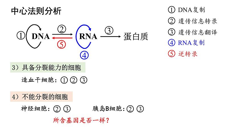 高中生物必修二 4.2 基因表达与性状的关系课件PPT08