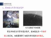 3.1.细胞膜的结构与功能课件PPT