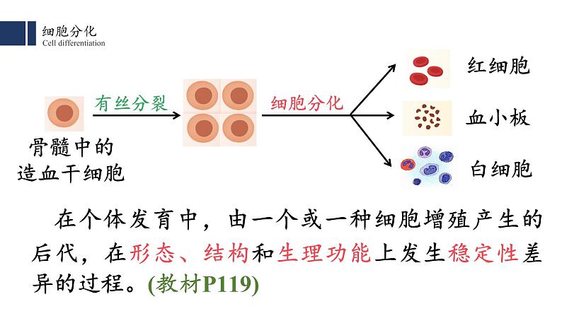 6.2 细胞分化课件PPT第2页