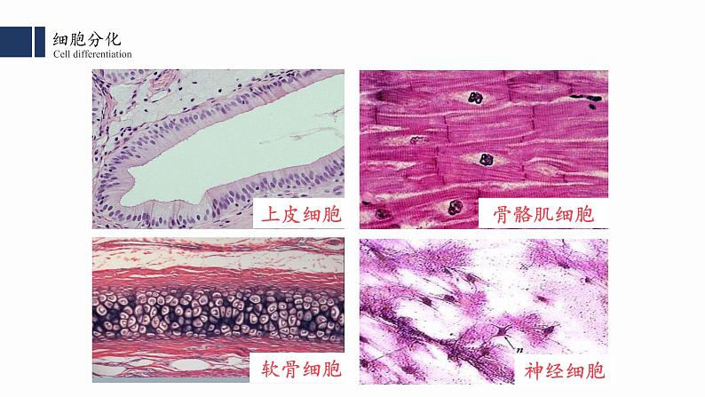 6.2 细胞分化课件PPT第3页