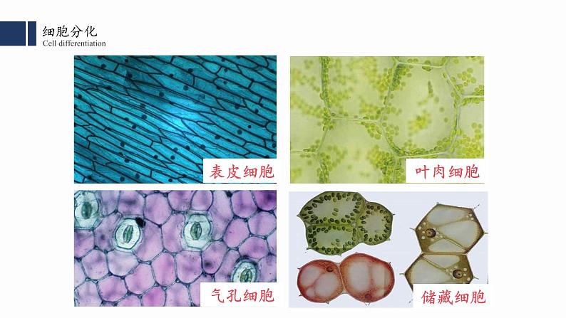 6.2 细胞分化课件PPT第4页