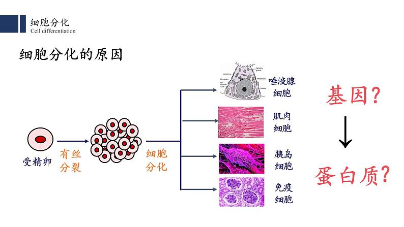 6.2 细胞分化课件PPT第5页