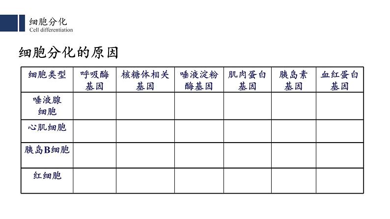 6.2 细胞分化课件PPT第6页