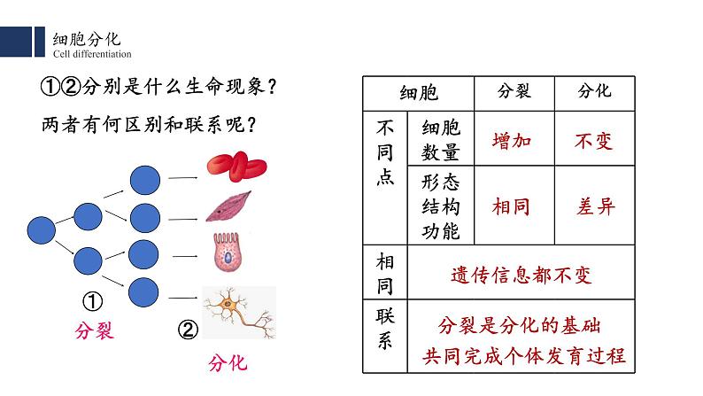 6.2 细胞分化课件PPT第7页