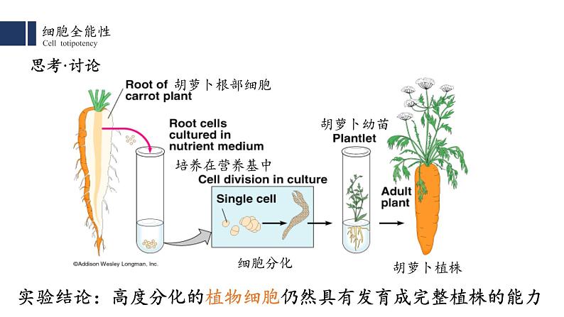 6.2 细胞分化课件PPT第8页