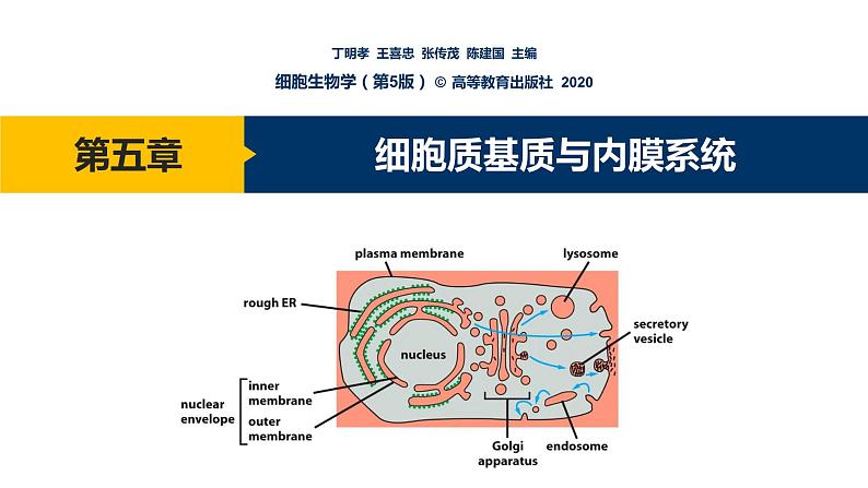 第05章 细胞质基质与内膜系统课件PPT01