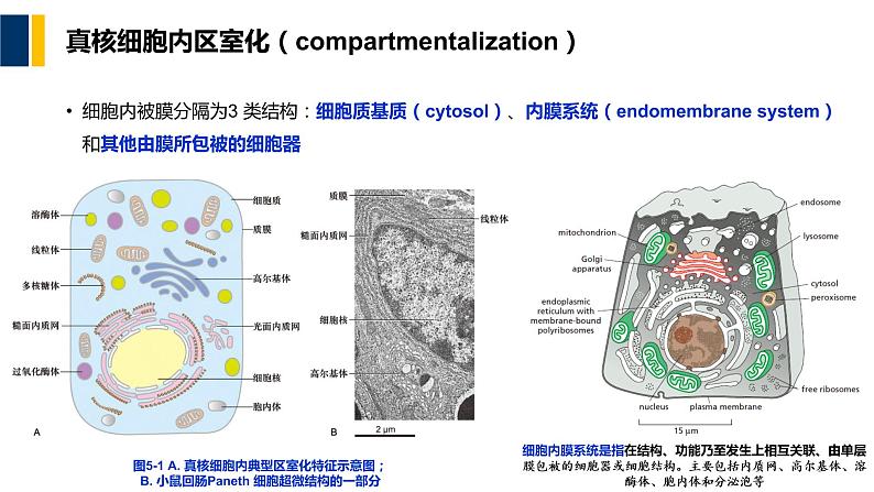 第05章 细胞质基质与内膜系统课件PPT02