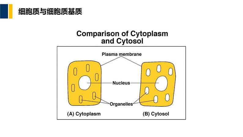 第05章 细胞质基质与内膜系统课件PPT06