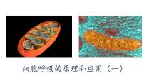 生物必修1《分子与细胞》第3节 细胞呼吸的原理和应用教课ppt课件