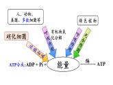 5.3 细胞呼吸的原理和应用课件PPT