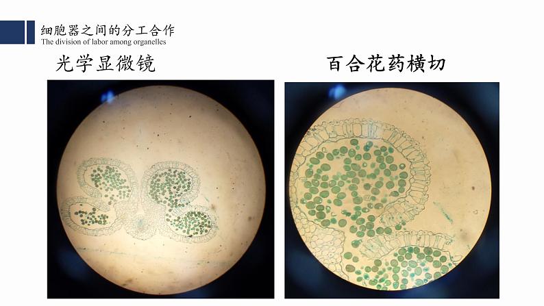 3.2.1.细胞器之间的分工合作(一) 课件PPT第2页