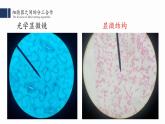 细胞器之间的分工合作PPT课件免费下载
