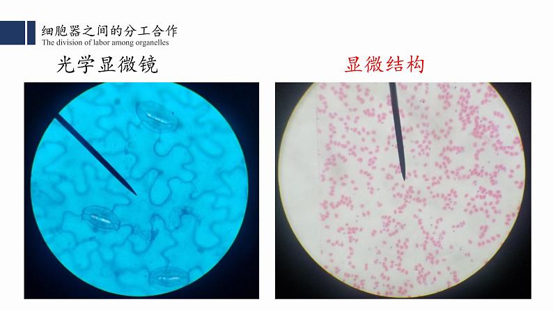 3.2.1.细胞器之间的分工合作(一) 课件PPT第3页