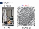 细胞器之间的分工合作PPT课件免费下载