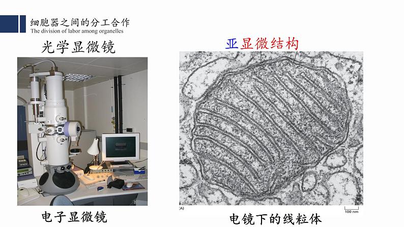 3.2.1.细胞器之间的分工合作(一) 课件PPT第5页