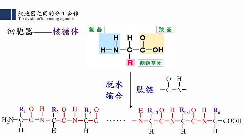 3.2.1.细胞器之间的分工合作(一) 课件PPT第8页