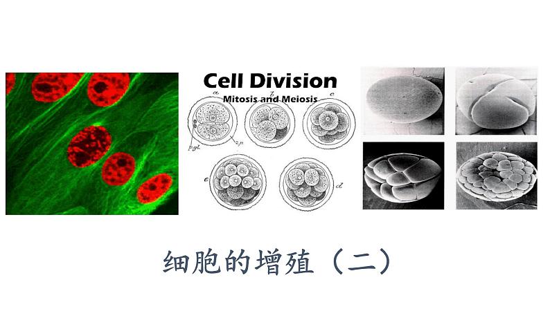 6.1.2 细胞的增殖课件PPT第1页