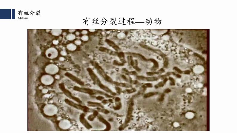 6.1.2 细胞的增殖课件PPT第3页