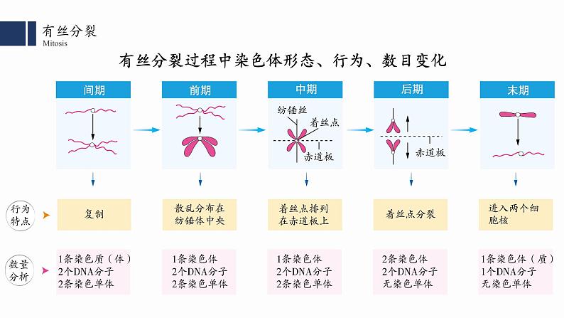 6.1.2 细胞的增殖课件PPT第7页