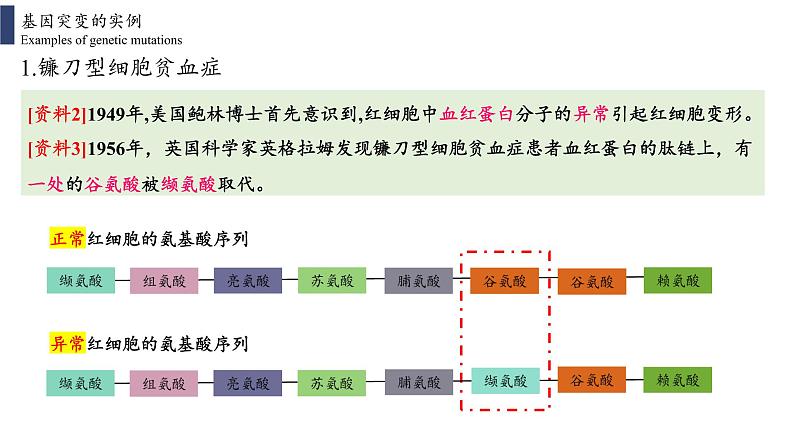 5.1 基因突变和基因重组课件PPT03