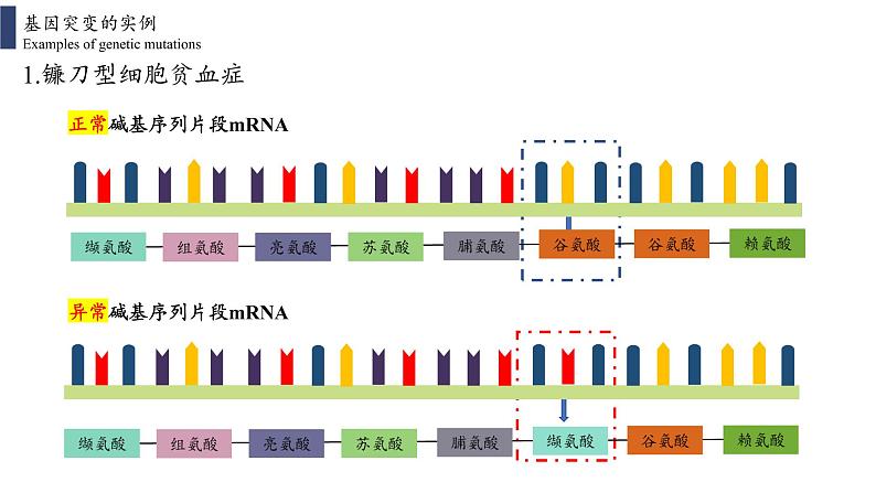 5.1 基因突变和基因重组课件PPT04
