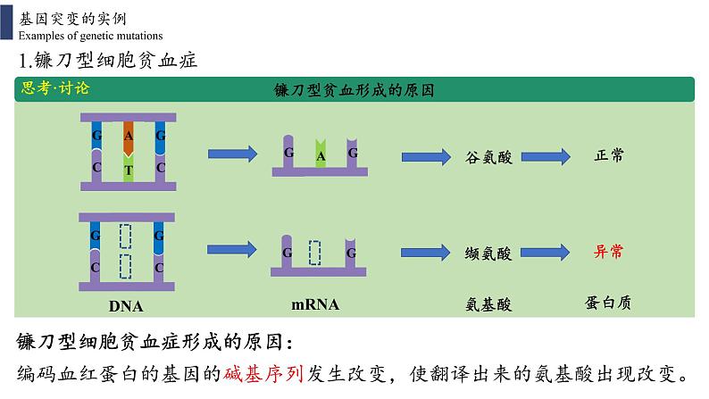 5.1 基因突变和基因重组课件PPT05