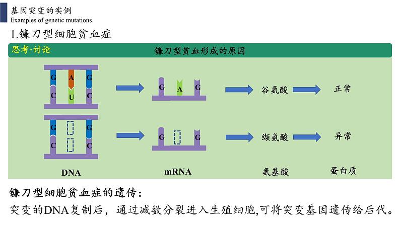 5.1 基因突变和基因重组课件PPT06