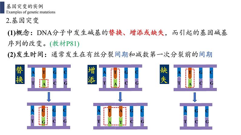 5.1 基因突变和基因重组课件PPT07