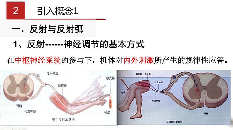 2.2 神经调节的基本方式（课件）-2020-2021学年高二上学期生物学同步精品课堂（2019人教版选择性必修1）（共20张PPT）05