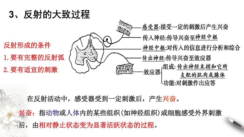 2.2 神经调节的基本方式（课件）-2020-2021学年高二上学期生物学同步精品课堂（2019人教版选择性必修1）（共20张PPT）07