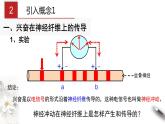 2.3 神经冲动的产生和传导（课件）-2020-2021学年高二上学期生物学同步精品课堂（2019人教版选择性必修1）（共36张PPT）