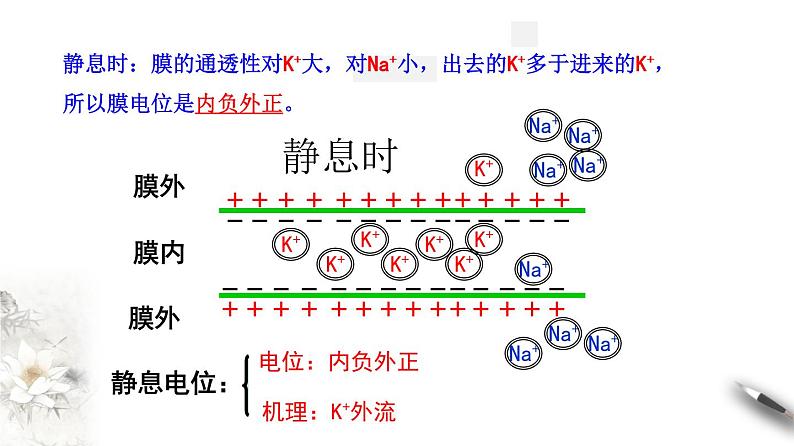 2.3 神经冲动的产生和传导（课件）-2020-2021学年高二上学期生物学同步精品课堂（2019人教版选择性必修1）（共36张PPT）第7页